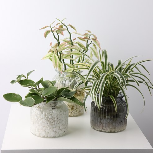 우아한 실내 장식의 선택, 다미그린 수경재배화병