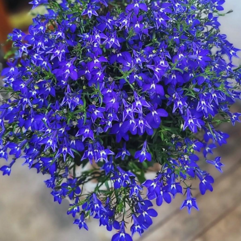 칙칙한 방구석에 생기를 불어넣는 마법, 로벨리아 코발트블루 꽃 화분! 로벨리아