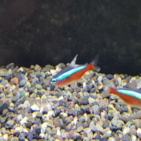 어둠을 밝히는 작은 빛, 네온 테트라의 매혹적인 군무 네온테트라