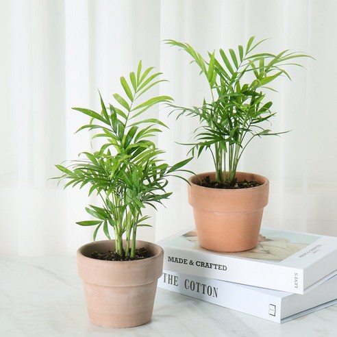 테이블야자와 함께 싱그러운 일상을 만들어보세요!