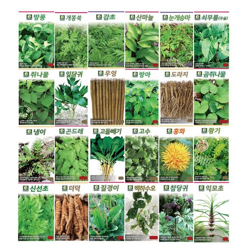 모두다 다농 씨앗 방풍 더덕 황기 고수 도라지 산마늘 당귀 잔대 취나물 씨앗모음, (DN)백도라지씨앗(1000립), 1개