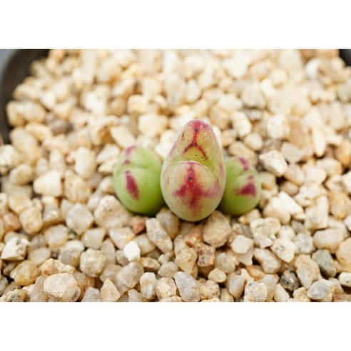 [발렌타인 3두] 선별랜덤 아프리카식물 농장 선물용 다육식물 미니식물 소형식물 키우기좋은식물 키우기쉬운식물 코노피튬 관엽 귀여운식물 리톱스 테라리움 2940 에이플랜트, 1개