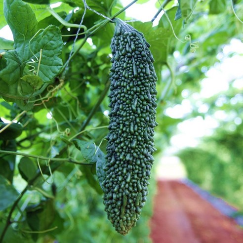 쌉쌀한 매력에 풍덩! 대풍이네 무농약 건여주로 건강과 맛을 동시에!