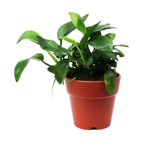 신비로운 수중 정원의 시작: 아누비아스 나나, 당신의 수조에 생기를 불어넣다 나나수초