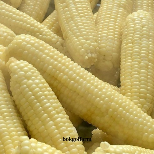 강원도 찰옥수수 냉동옥수수 찐 삶은옥수수 진공포장, 20개, 냉동찰옥수수 대학로혜화