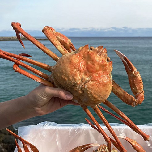 대게  선주직송 입항당일 출고 SS급 후포리 자연산 박달 홍게 3kg 자숙홍게 울진 영덕 포항, 특대 - 선물용홍게 마리당 1kg 내외, 1개