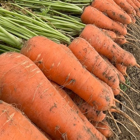 올바이썬 산지직송 든든한 국내산 흙당근 2kg 3kg 5kg 10kg 햇당근 주스용 carrot, 1개, 신선 흙당근 2kg (특) Best Top5