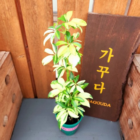 싱그러움을 담은 예술, 가꾸다 칼라홍콩야자 & 무늬홍콩야자 탐구 무늬홍콩야자