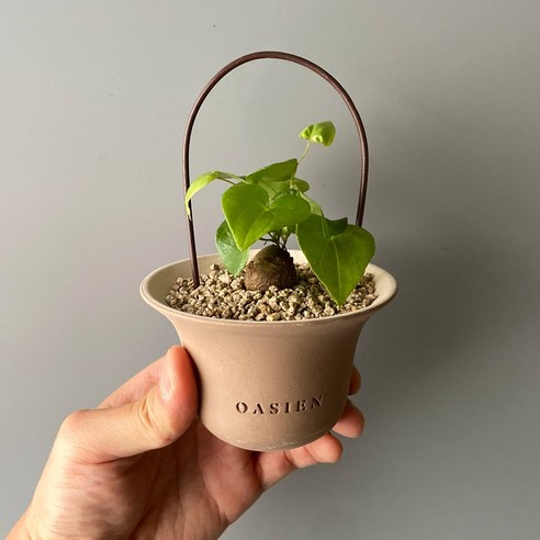 식물행성 미니 구갑룡 - 거북이 등껍질처럼 갈라지는 아프리카 괴근 식물, 미니독일토분(모카색상), 1개