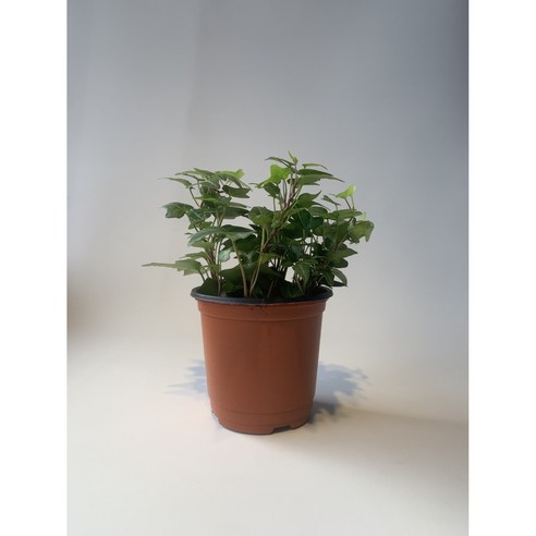 공기정화의 오아시스: 사랑스럽고 관리하기 쉬운 미니아이비