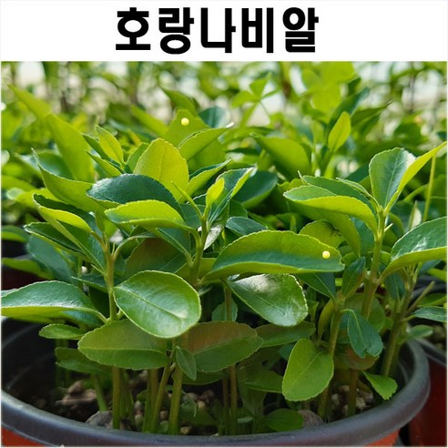 생물농장 호랑나비알화분(단순관찰용) 배추흰나비기르기세트 생물농장 호랑나비알화분(단순관찰용) 배추흰나비기르기세트