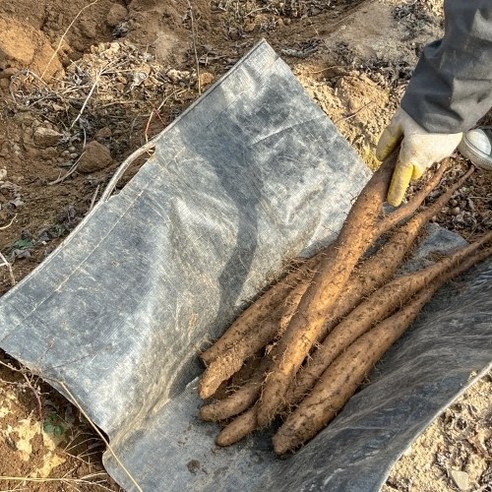 대자연의 선물, 안동 명품 참마로 건강을 빚다