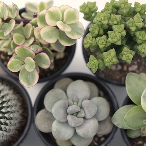 삭막한 일상에 생기를! 미니 다육이 세트로 만드는 나만의 작은 정원