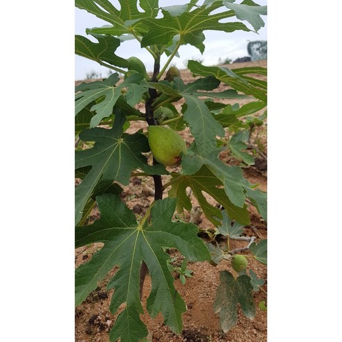 달콤한 무화과, 풍요로운 정원을 만들다