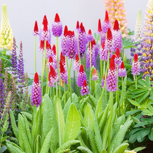 [한국산 알리앵초 씨앗] Primula vialii 30립, 1개 새깃유홍초