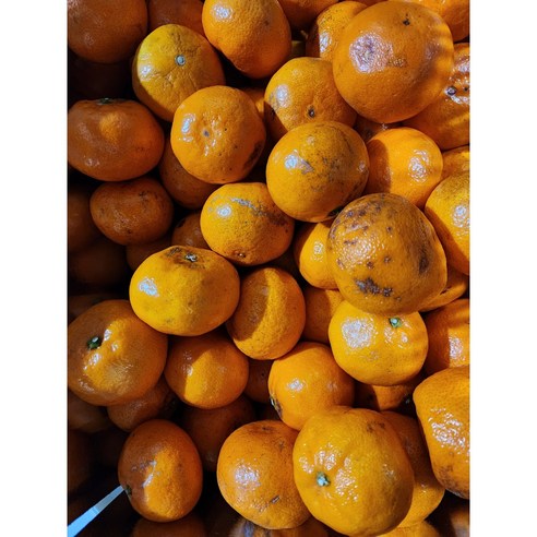 싱싱한 맛의 제주도 한라봉 감귤, 못난이 감귤도 맛있어