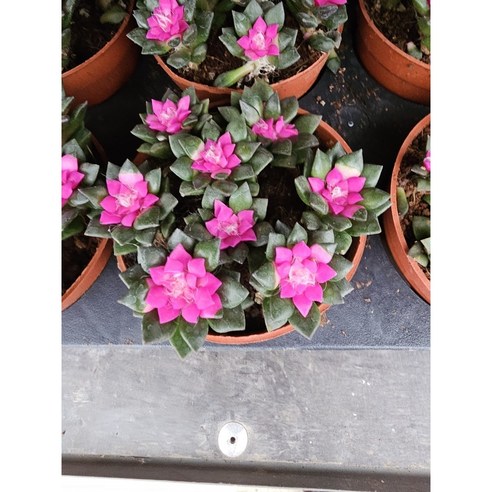 취설송은 공기정화와 습도 조절에 탁월한 반려식물