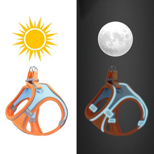 고양이와 안전하게 산책하기