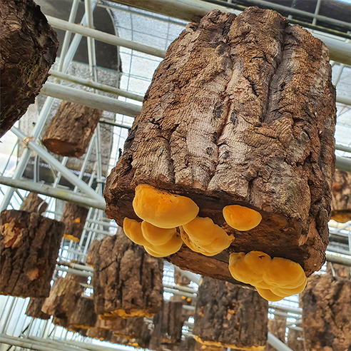 최상의 품질과 건강한 재료로 만들어진 네이처101 유기농 장수 상황버섯 진액 액기스