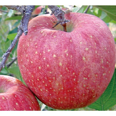 탐스러운 열매를 기다리며: 나무1번지 미야비부사 사과나무 묘목 심기 사과나무묘목