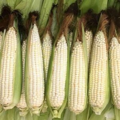 프리미엄 명품 국내산 2023년 첫 출시 강원도 찰옥수수 쫀득 쫀득 미백 햇 옥수수, 20개