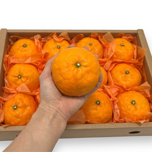 16Brix 당도끝판왕 극상품 제주 카라향, 1박스, 5kg(가정용)