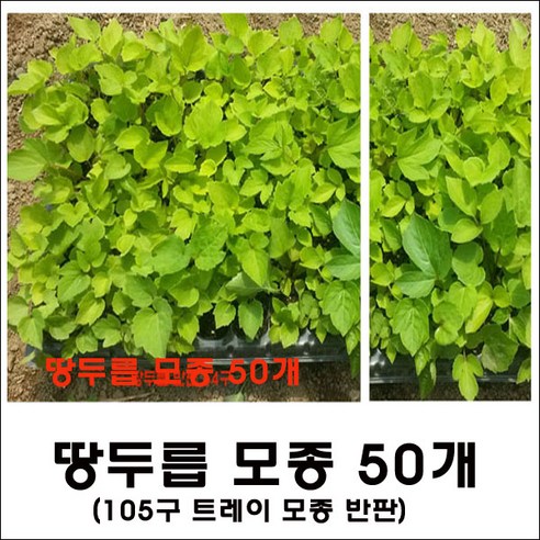 텃밭 초보도 OK! 땅두릅 모종으로 즐기는 향긋한 봄 식탁, 실패 없이 성공하는 노하우 땅두릅모종