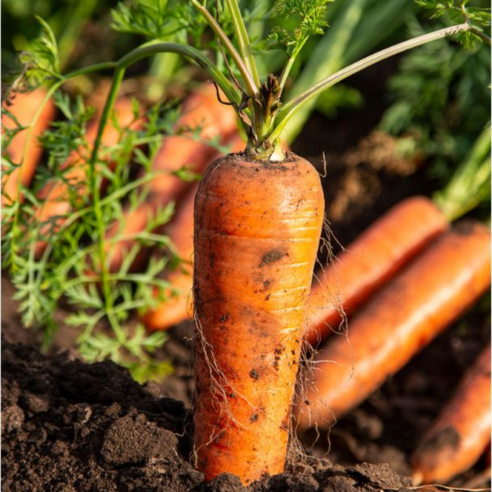 제주의 햇살을 머금은 달콤한 선물, 구좌 당근 이야기 구좌당근