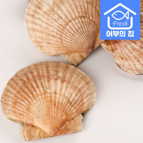신선하고 맛있으며 영양가 풍부한 어부의집 제철 대왕 가리비
