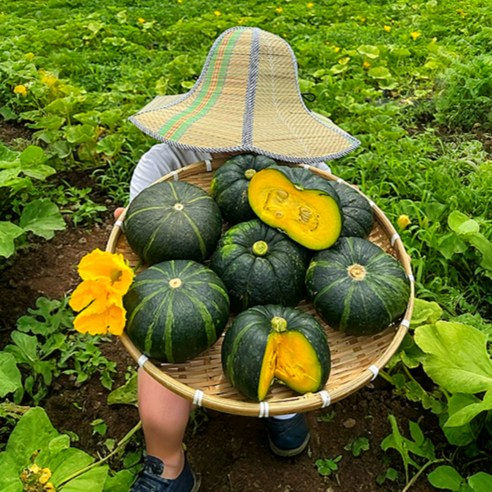 꿀맛범벅 산지직송 보우짱 제주도 미니밤호박, 3kg, 1박스