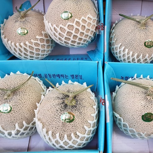 프리미엄 고당도 세지메론 세론이 메론 머스크메론 5KG, 1개