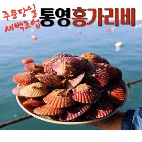 [당일새벽채취+해수고압세척] 국산 통영 세척 비단 활 홍 가리비 1kg 2kg 3kg 4kg 5kg 10kg 조개구이, 1개