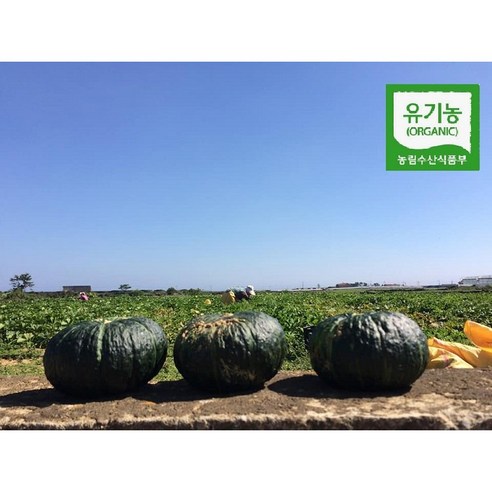 제주도 미니 단호박 밤호박 유기농 친환경 보우짱, 2kg, 1개