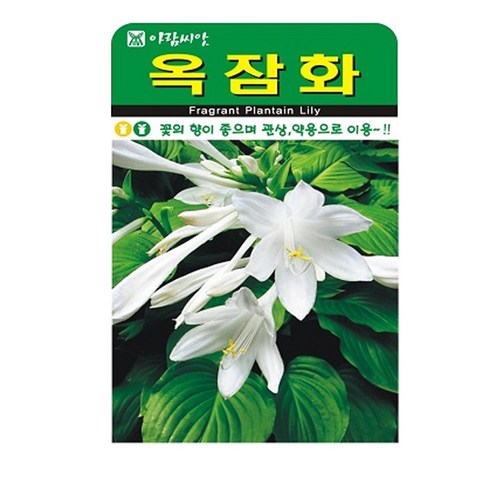 SN월드 야생화 씨앗 꽃씨앗 모음, 야생화 - 천일홍(100립)