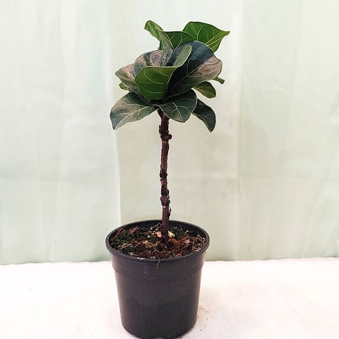 [하늘꽃농원] 공기정화식물 떡갈고무나무 외목대, 1개 떡갈나무