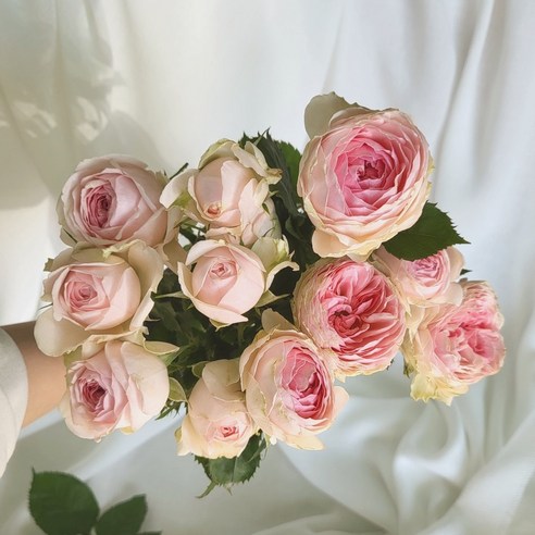 [오케이나우ㅣ강추] 온화공의 매혹적인 생화 장미 스프레이로 공간을 밝혀보세요 [OKNOWㅣ추천상품]
