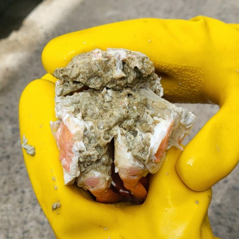 대게  포항 구룡포 홍게 100% 선주 산지 직송 품질과 수율 확실 보장, 2KG, 육수용홍게 6-8마리