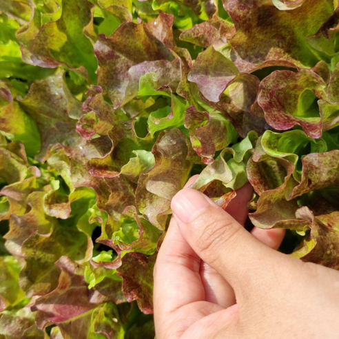 신선하고 바삭바삭한 꽃상추를 집에서 쉽게 재배하세요!