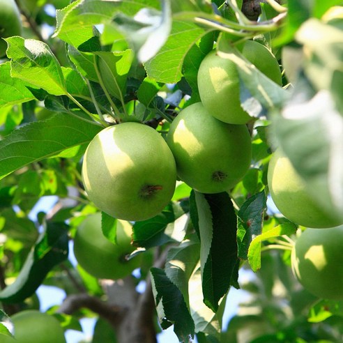 유기농 풋사과추출분말은 풋사과로 만들어진 분말 가루로, 과일의 풍부한 영양소를 간편하게 섭취할 수 있는 제품입니다.