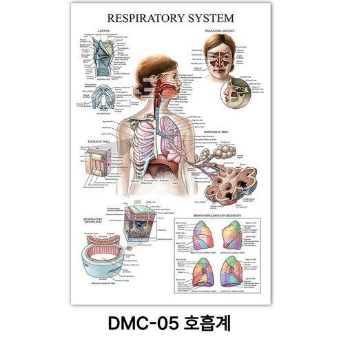 NEW 근육 해부학 포스터, DMC-05 호흡계