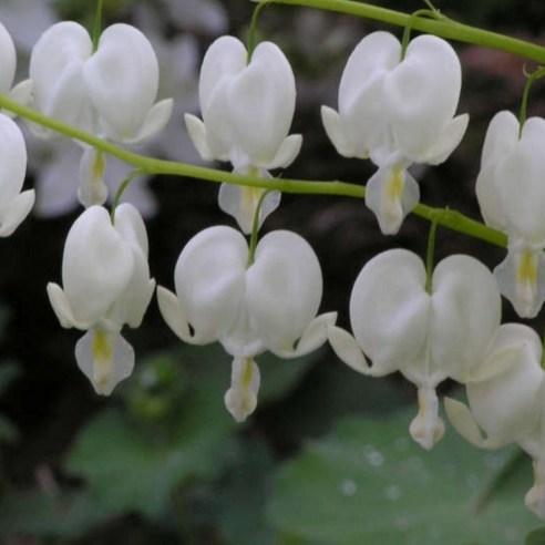 야생화피어나라플라워 흰금낭화(Alba)뿌리묘(대품) - 야생의 아름다움을 집에서!