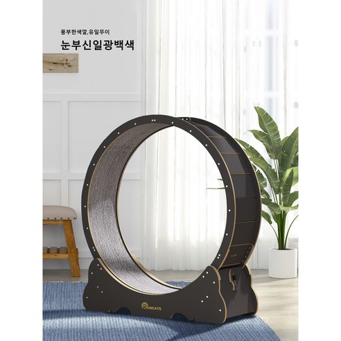 고양이 캣휠 적응 모습