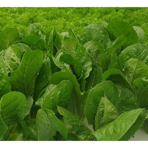 신선한 흙내음이 가득한 유럽 샐러드의 풍부한 맛을 만끽하세요.