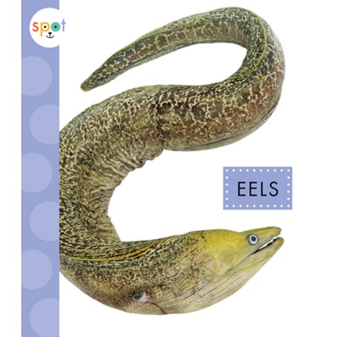 Eels Paperback, Amicus Ink, English, 9781681526775