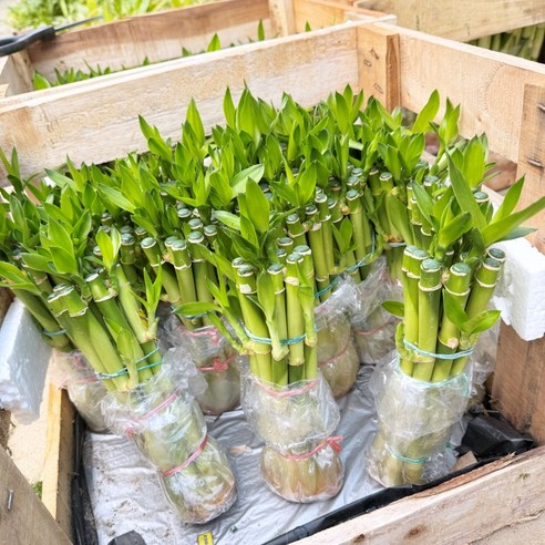 삭막한 일상에 싱그러움을 더하다, 청년농부 개운죽