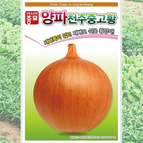 천주중고황 2.5g 양파 황양파 씨앗 품종 및 치마상추 아시아 적치마 3000립