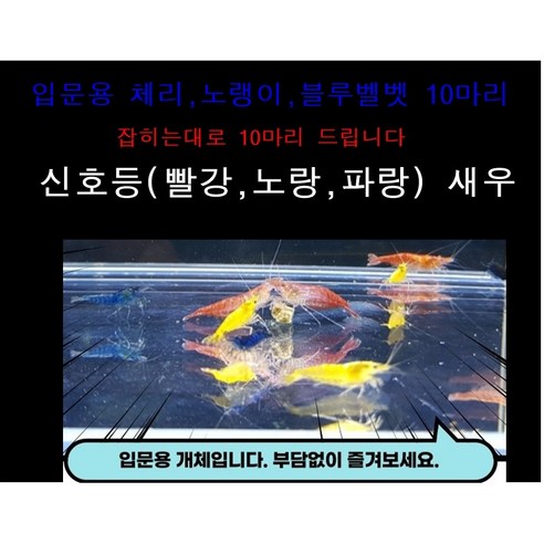 신호등새우(빨강 노랑 파랑) 새우 섞어 10마리, 10g