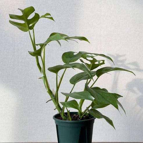 히메몬스테라로 싱그러운 일상과 힐링을 선물하세요