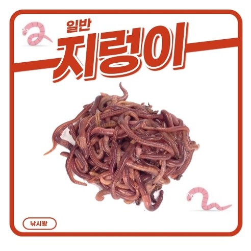 대자연의 생명력, 지렁이와 함께하는 특별한 경험 지렁이