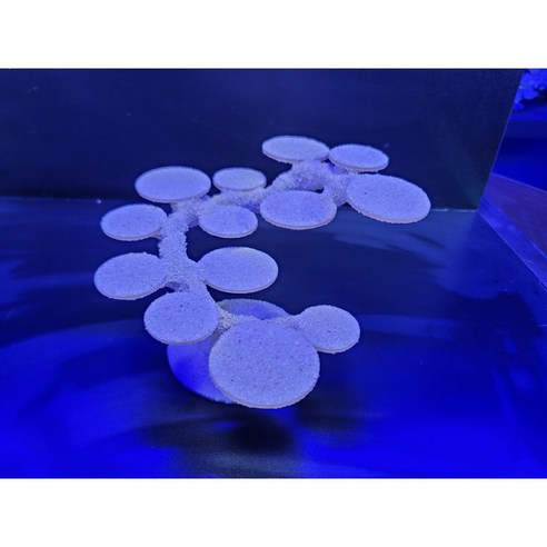 씨렉스공방 미니 성형락: 피규어 컬렉션을 위한 맞춤형 공간 씨렉스공방